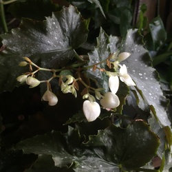 Plants