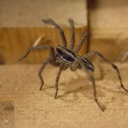 Crawly Friends